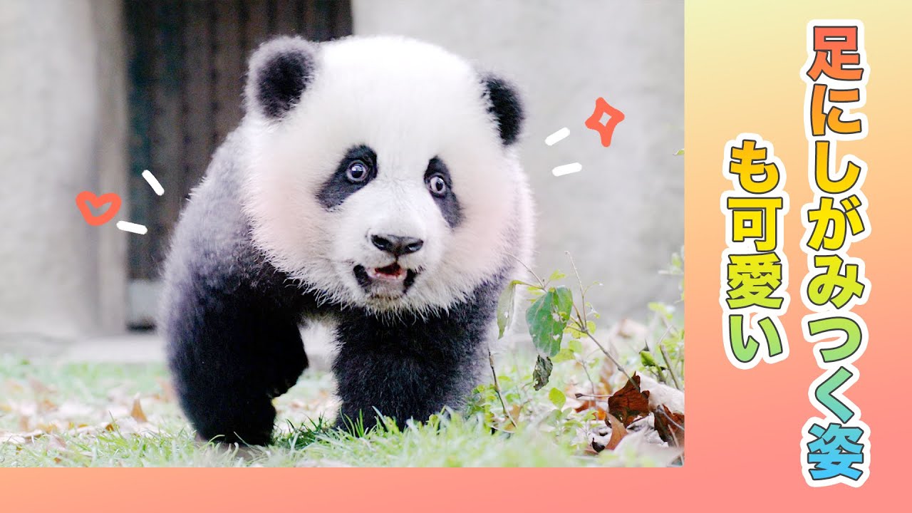 もしパンダの赤ちゃんが君の足に惚れた 逃げるか 逃げないか Ipanda パンダ楽園 Youtube