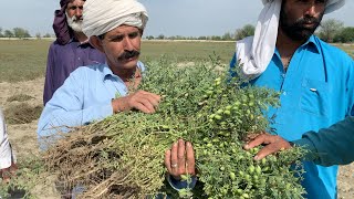 travling Dgkhan cement factory village area