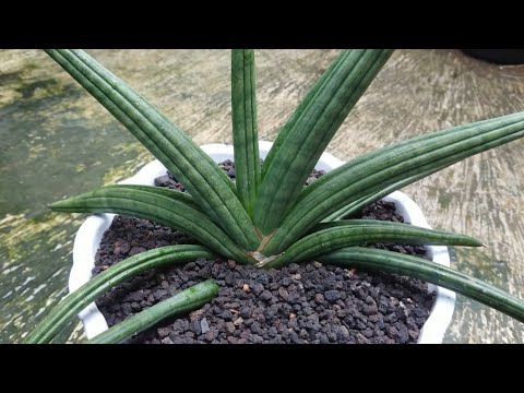 10 Jenis Sansevieria Berdaun Tebal Yang Paling Diminati, Nomor 6 Favorite Saya