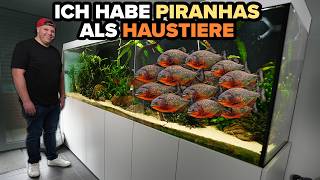 PIRANHAS in deutschem Wohnzimmer? - 3 Meter Aquarium von Markus!