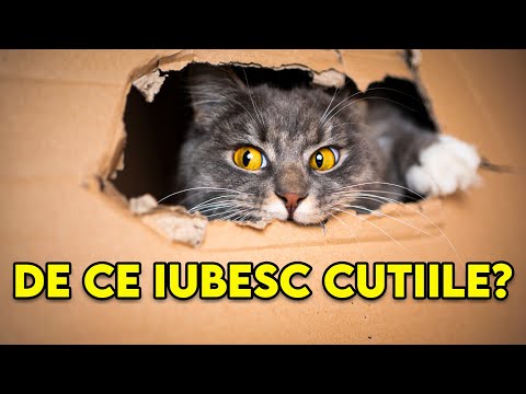 Video: De Ce Pisicilor Le Plac Cutiile?