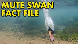 Mute Swan: Fact File (British Wildlife Facts)