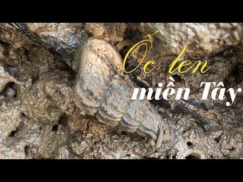 Video Kỳ thú miền Tây: Về đất mũi đi bắt ốc len - youtube