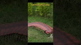 Top 10 Dangerous Prehistoric Animals #youtubeshorts #animal