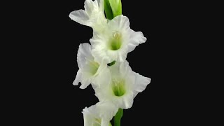 White Gladiolus Flower Opening Stock Video