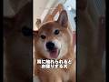耳を触るたびにお喋りする柴犬🐶　　#柴犬　#犬　#かわいい犬 #犬のいる暮らし #いぬ