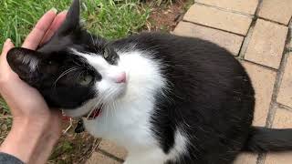 The Sweet Black and White Cat