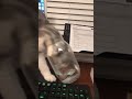 Time To Buy A New Keyboard Tiktok Tjkelly17 Time To Buy A New Keyboard Tiktok Tjkelly17
