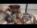 Вяленая баранья нога от начала до конца/ Dried lamb leg