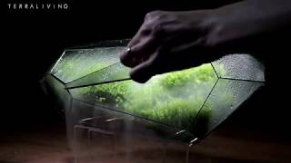 The Time Fragment, Cloud Forest, Live moss experimental & glass vessel demonstration.