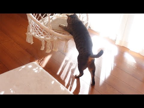 ブランコに乗る練習をするねこ。-Hana&Miri practice getting on the swing.-