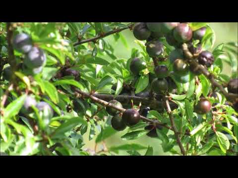 Video: Blackthorn: Great Strength Of A Small Berry