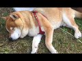 自分の二重アゴを枕にして気持ち良く昼寝する柴犬 Shibe was taking a nap using his double chin as a pillow