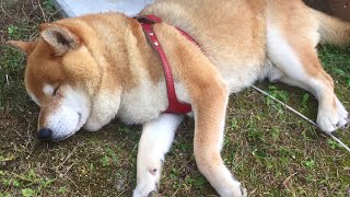 自分の二重アゴを枕にして気持ち良く昼寝する柴犬　Shibe was taking a nap using his double chin as a pillow