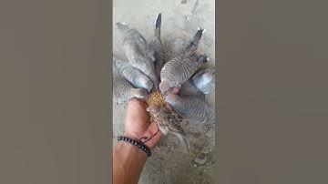 perkutut lokal jinak. Aviary alam