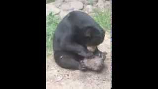 malaysian bear enjoying her termites!