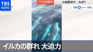 小田原沖にイルカの群れ なぜ？【news23】