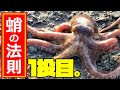 【タコ釣りの法則】全集中。タコの呼吸。一投目！ ～東京湾・沖堤防マダコ釣り～