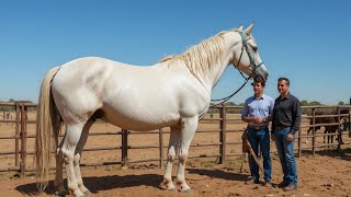 No One Wanted to Buy the Wild Giant Horse — Until a Veteran Found His Soul