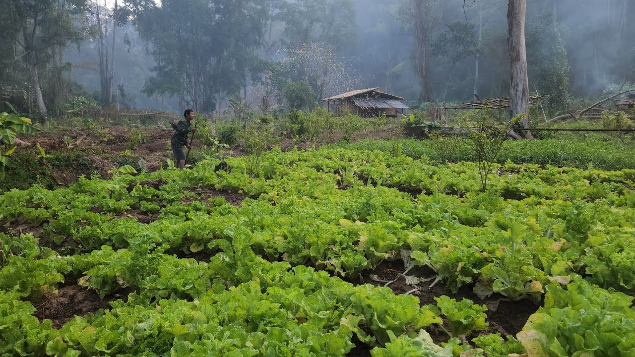 View of uncle lifestyle in karenni state BP -10 . 