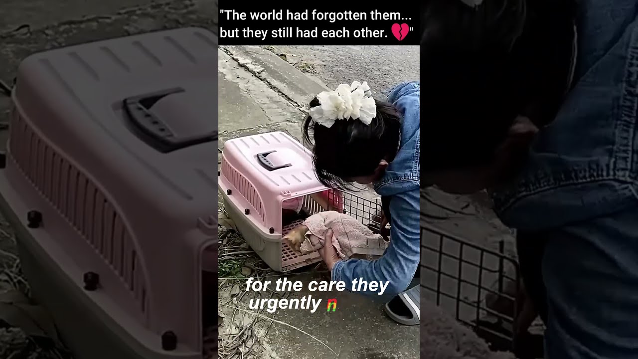 The Moment These Two Kittens Were Given A Second Chance 