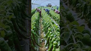 Amazing chilli farming #farming #usafarming #graftingskill