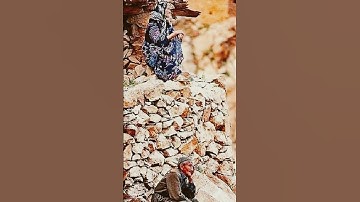 تلاوة نادرة مؤثرة من زمن العملاقة