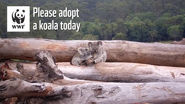 Adopt a Koala | WWF-Australia