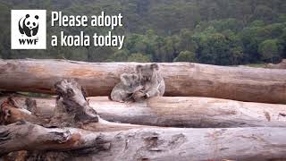 Adopt A Koala Wwf-Australia