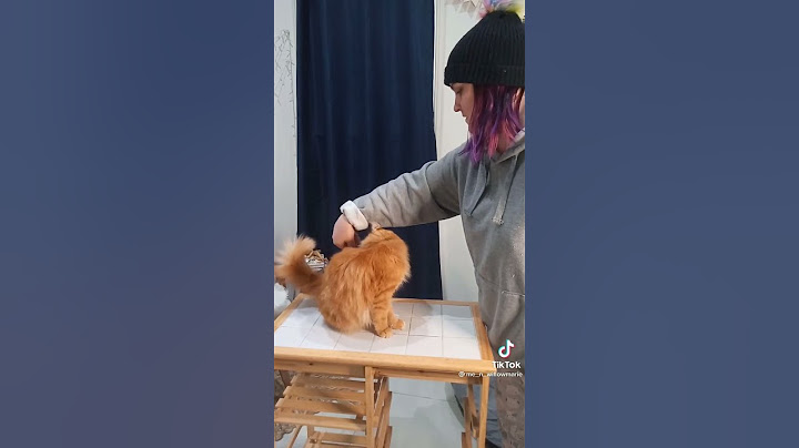 Cat Training -Teach Your Cat Sit And Stay #shorts #cattraining #training