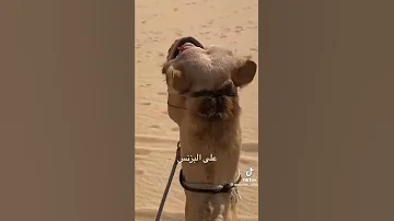 تستاهل كلمة سفن الصحاااري السلقه اكلتها الرمضاء 