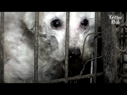 فيديو: مغرفة الحيوانات الأليفة: كلب الإنقاذ المحفوظ من بحيرة فريجيد ، المعاهد الوطنية للصحة لتقاعد آخر 50 من البحوث الشمبانزي