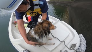 海保が犬保護に一苦労 愛知の河口、泳いで逃走