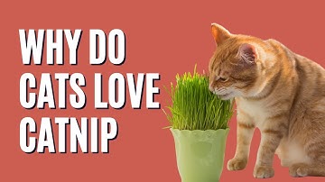 Why Cats Love Catnip (and Why Yours Might Not!) | The Science Behind Feline Catnip Obsession