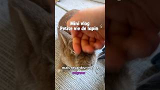Le Quoditien Avec Les Lapinous ❤️🐰🐰 Vous Aimez Ce Type De Vidéo Ou Pas ? 🤔