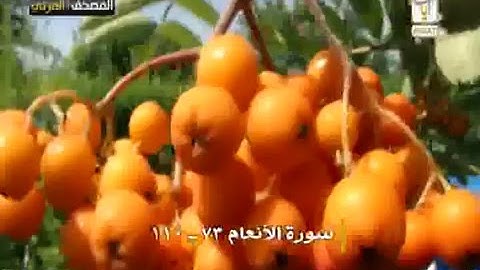 القارئ الشيخ ناصر بن على القطامي سورة الانعام 73-110