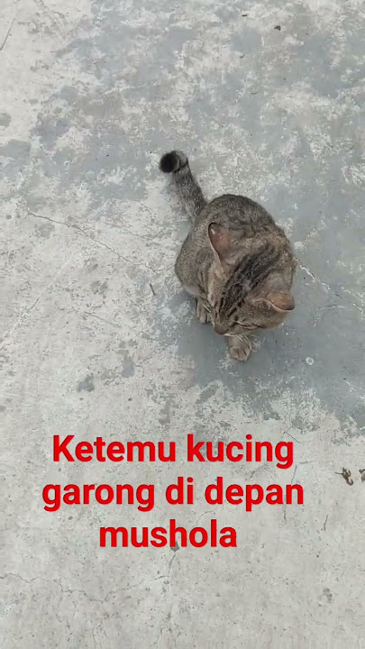 ketemu kucing garong di dekat Mushola. Kucing garong yg biasa minta jatah preman bila ketemu