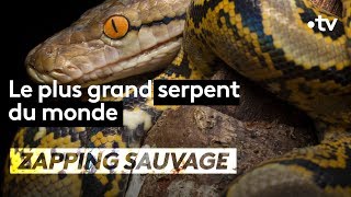 Quel est le plus grand python ?