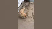 Дай лапу друг Запорожье