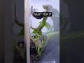 wait fot it #viper #snake #reptiles #animals