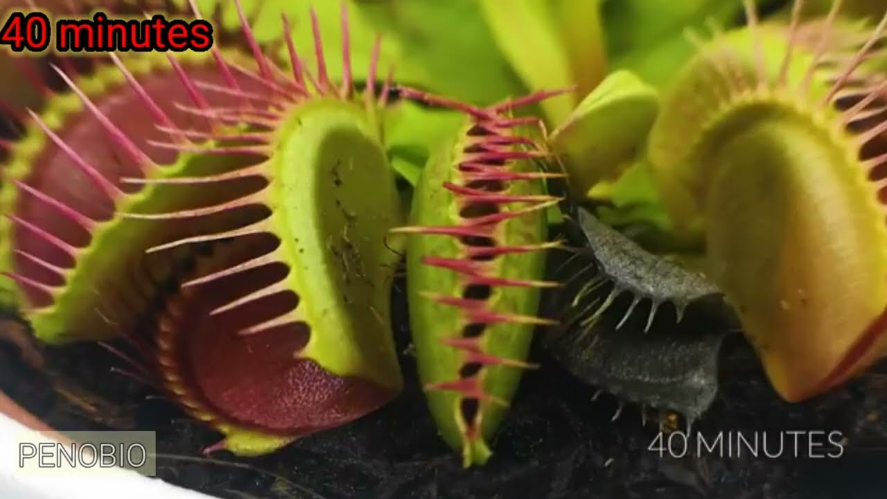  A very Amazing  video || Venus Flytrap vs Ant  || 
