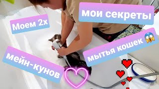 ЖИЗНЬ С МЕЙН-КУНАМИ / МОЕМ ДВУХ МЕЙН-КУНОВ / МОИ СЕКРЕТЫ ГРУМИНГА