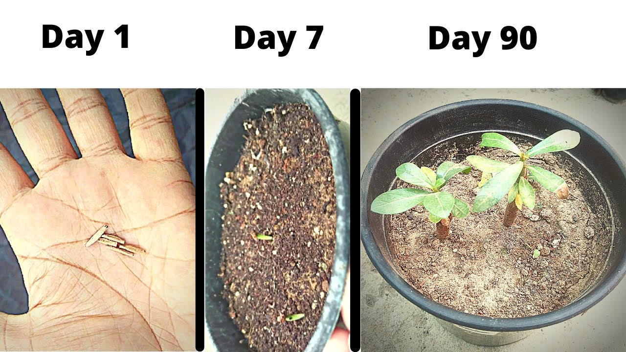 How To Grow Adenium From Seeds With Result YouTube
