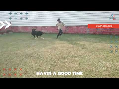 Dog Having Good Time At Another Home Dog Boarding