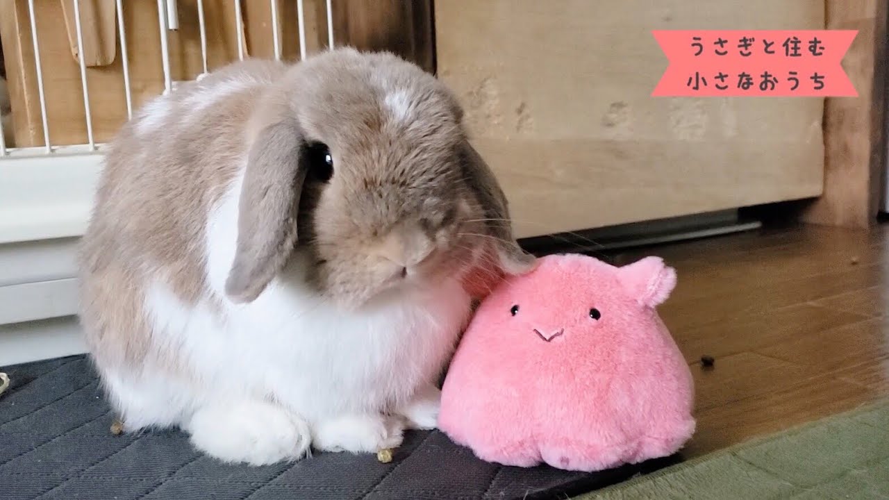 flapjack octopus#1007 - YouTube