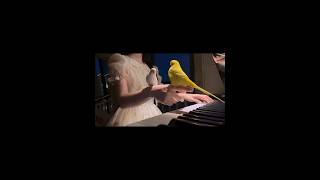 Parrot loves the piano