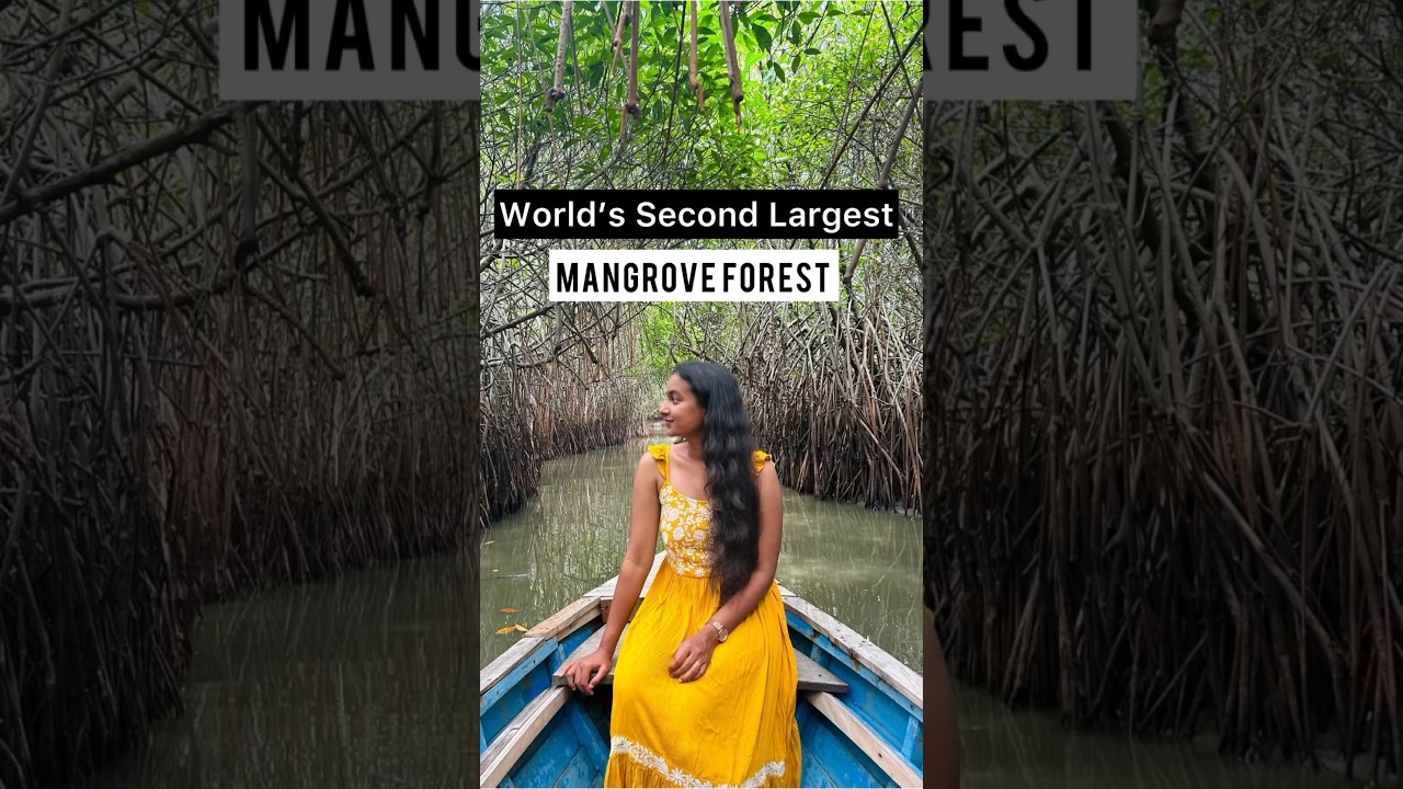 World&rsquo;s Second Largest Mangrove Forest 🍃 #travelshorts #pichavaram #tamilnadutourism #pondicherry