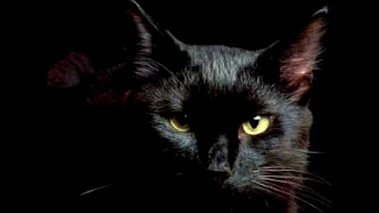 Кошка Зло Фото