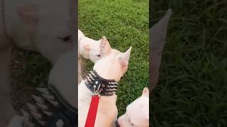 Dogo Argentino Bull Terrier