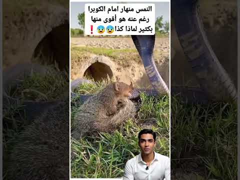 النمس يستسلم للأفعى SHORTS